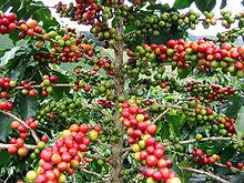 El Café, Una Amenaza para la Sociedad. Frutos del cafeto (Coffea arabica) madurando.