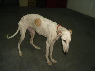 GALGA EN MUY MAL ESTADO RESCATADA EN MURCIA-MUY URGENTE