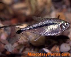 fotos Pinguino banda negra fotos Pinguino banda negra