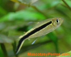 fotos Pinguino banda negra fotos Pinguino banda negra