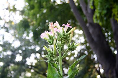 Secretos del Botánico (III) Secretos del Botánico (III)
