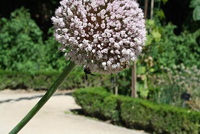 Secretos del Botánico (III) Secretos del Botánico (III)