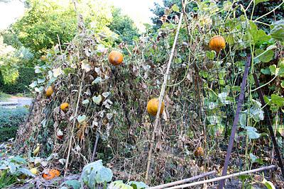 Secretos del Botánico (III) Secretos del Botánico (III)