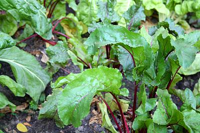 Secretos del Botánico (III) Secretos del Botánico (III)