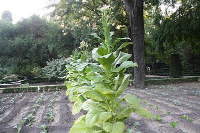 Secretos del Botánico (III) Secretos del Botánico (III)