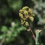 zumillo plantas medicinales zumillo plantas medicinales