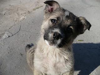¿Cómo aprenden los perros? ¿Cómo aprenden los perros?