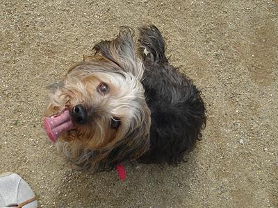 ¿Cómo aprenden los perros? ¿Cómo aprenden los perros?