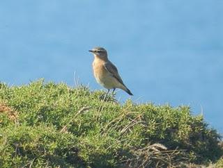 Excursión a Cabo Peñas de SEO-Asturias Excursión a Cabo Peñas de SEO-Asturias