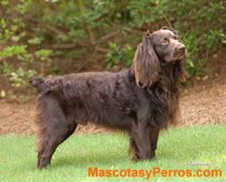 perros Boykin Spaniel perros Boykin Spaniel