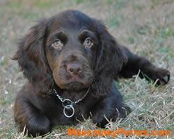 perros Boykin Spaniel perros Boykin Spaniel