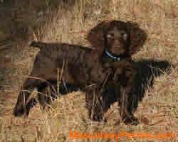 perros Boykin Spaniel perros Boykin Spaniel