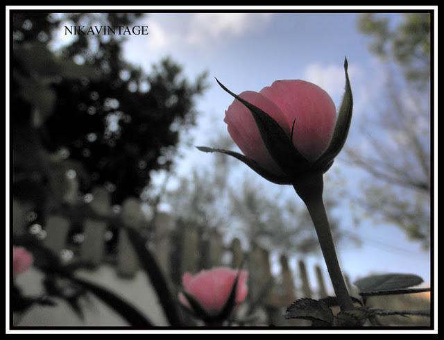 Rosas Siempre Rosas