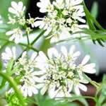 cilantro planta medicinal cilantro planta medicinal