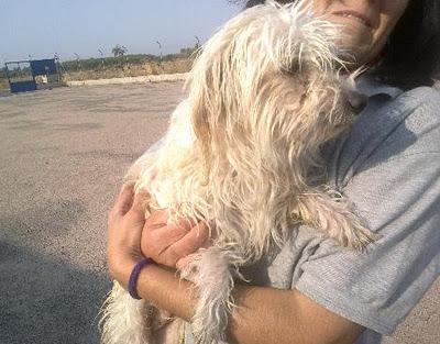 Kaela, caniche con una historia muy triste y mucho miedo, esta en la perrera. (Toledo). Kaela, caniche con una historia muy triste y mucho miedo, esta en la perrera. (Toledo).