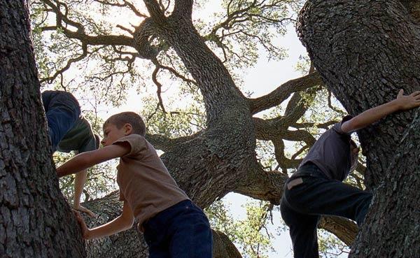 el-arbol-de-la-vida-pelicula-72 Esto va de árboles