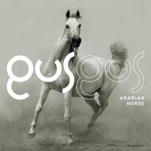 GusGus Arabian horse GusGus – Arabian Horse