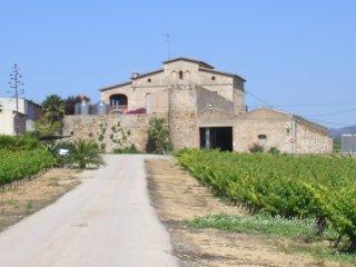 Grimau Vinos y Cavas Grimau Vinos y Cavas