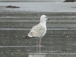 Siguen pasando Siguen pasando