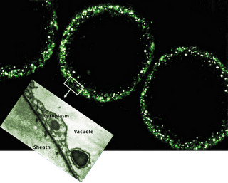 Los 7 record Guinness del mundo microscópico Los 7 record Guinness del mundo microscópico