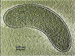 Los 7 record Guinness del mundo microscópico Los 7 record Guinness del mundo microscópico