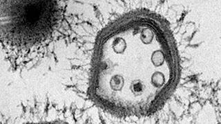 Los 7 record Guinness del mundo microscópico Los 7 record Guinness del mundo microscópico