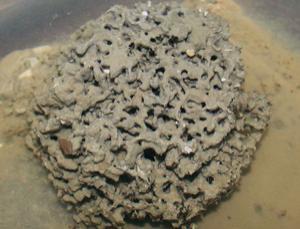 Los 7 record Guinness del mundo microscópico Los 7 record Guinness del mundo microscópico