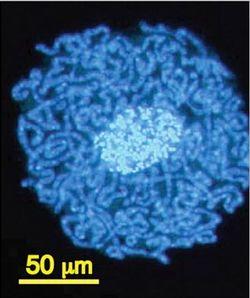 Los 7 record Guinness del mundo microscópico Los 7 record Guinness del mundo microscópico