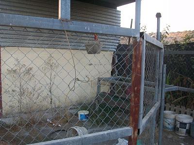 Galgos en muy malas condiciones. (Málaga). ACOGIDOS!! Galgos en muy malas condiciones. (Málaga). ACOGIDOS!!