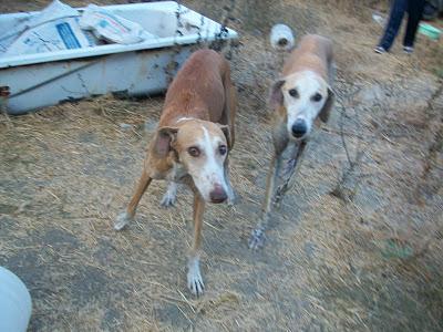 Galgos en muy malas condiciones. (Málaga). ACOGIDOS!! Galgos en muy malas condiciones. (Málaga). ACOGIDOS!!