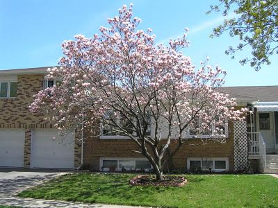 Magnolio Magnolio