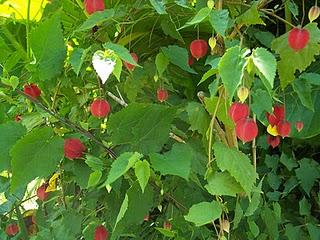 Mis plantas en el  Jardin