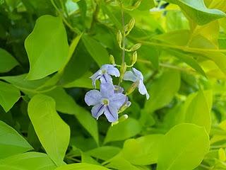 Mis plantas en el  Jardin