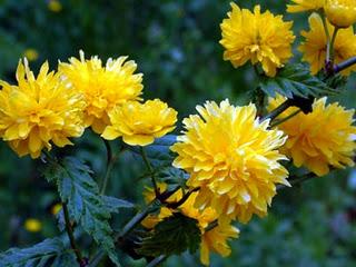 Mis plantas en el  Jardin