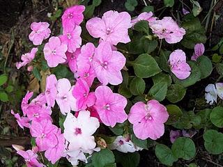 Mis plantas en el  Jardin