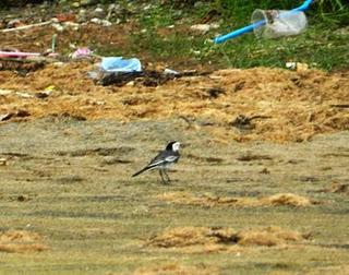 A vueltas con los chorlitejos A vueltas con los chorlitejos