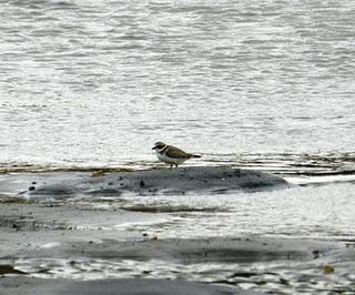 A vueltas con los chorlitejos A vueltas con los chorlitejos