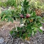 planta medicinal mate planta medicinal mate