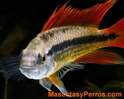 fotos peces Pandurini fotos peces Pandurini