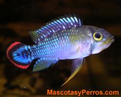 fotos peces Pandurini fotos peces Pandurini