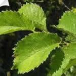 fotos olmo planta curativa fotos olmo planta curativa