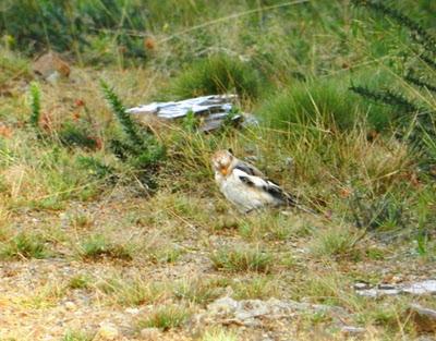 De nuevo el nival y la collalba De nuevo el nival y la collalba