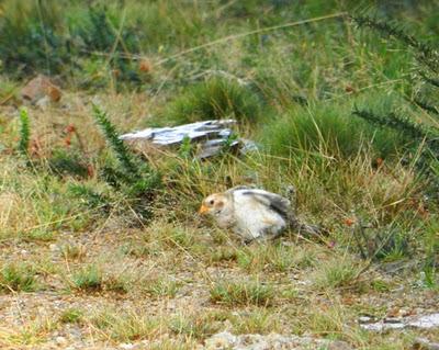 De nuevo el nival y la collalba De nuevo el nival y la collalba
