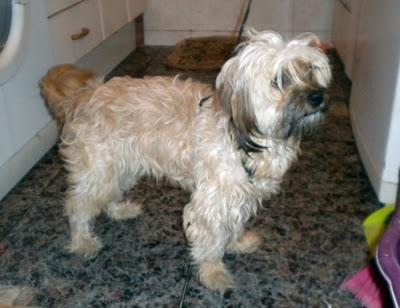 URGENTE!!! ADOPCION O CASA DE ACOGIDA, LA LLEVAN A LA PERRERA. (SEVILLA) URGENTE!!! ADOPCION O CASA DE ACOGIDA, LA LLEVAN A LA PERRERA. (SEVILLA)