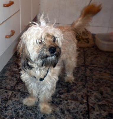 URGENTE!!! ADOPCION O CASA DE ACOGIDA, LA LLEVAN A LA PERRERA. (SEVILLA) URGENTE!!! ADOPCION O CASA DE ACOGIDA, LA LLEVAN A LA PERRERA. (SEVILLA)