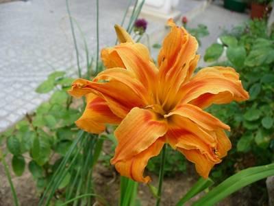 Los bonitos Hemerocalis http://www.infojardin.com/galeria/data/2897/medium/hemerocallis_2006.jpg