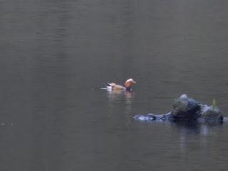 Pato mandarín en Pilotuerto Pato mandarín en Pilotuerto