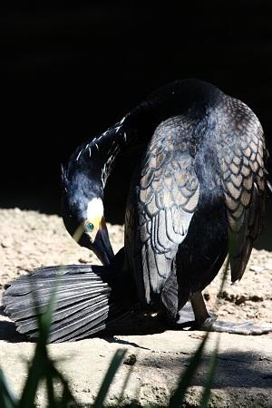 El Cormorán grande en Aragón (Phalacrocorax carbo) - Great Cormorant