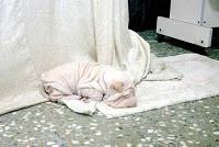 PERRO TOALLA DE BAÑO? Es hermoso, no se lo pierdan!!! PERRO TOALLA DE BAÑO? Es hermoso, no se lo pierdan!!!