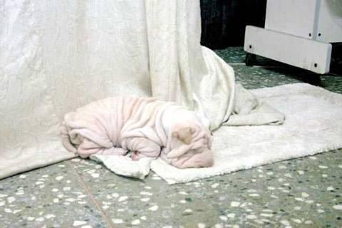 PERRO TOALLA DE BAÑO? Es hermoso, no se lo pierdan!!! PERRO TOALLA DE BAÑO? Es hermoso, no se lo pierdan!!!